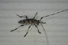 Acanthocinus obsoletus