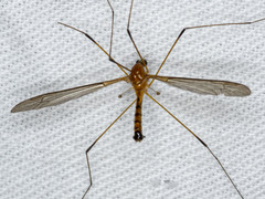 Leptotarsus setivena