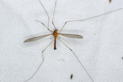 Leptotarsus setivena