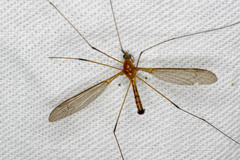 Leptotarsus setivena