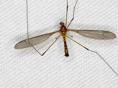 Leptotarsus setivena