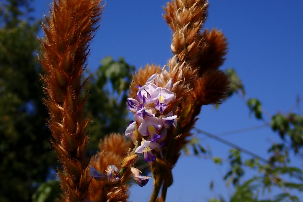 Pueraria alopecuroides