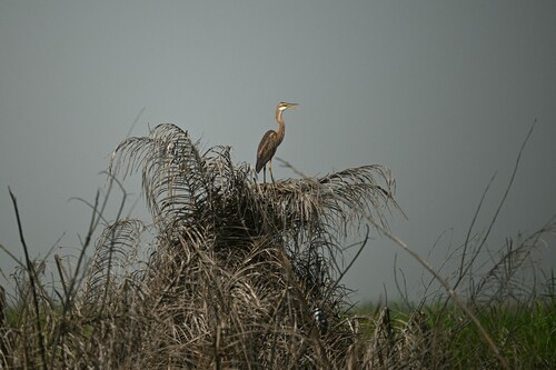 Purple Heron