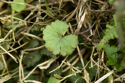 Hydrocotyle dichondrioides iNat (3)