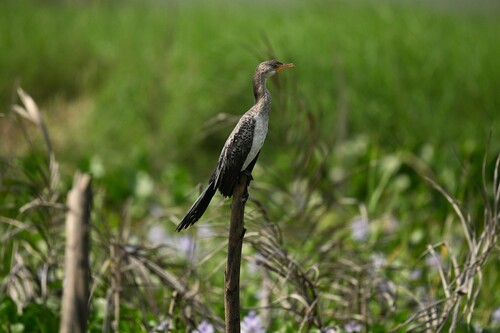 Reed Cormorant