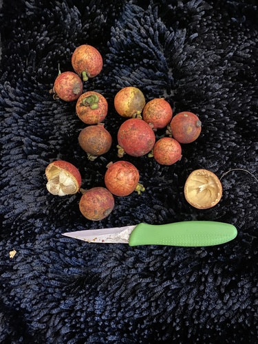 Garcinia celebica observed 2025-01-25