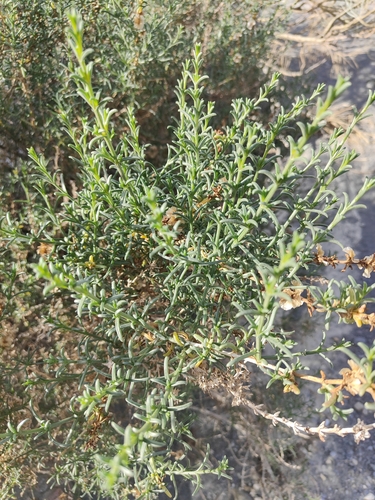 Image of Salsola oppositifolia by no rights reserved