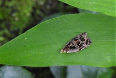 Olethreutes tilianum