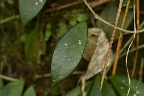 Image of Hoya carnosa by (c) 曾昱承 Yu-Cheng Zeng, some rights reserved (CC BY)