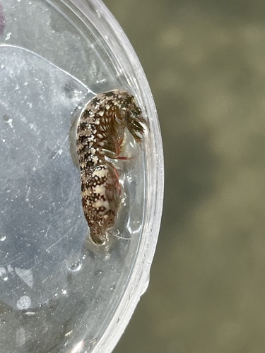 Gonodactylaceus falcatus observed 2025-01-25