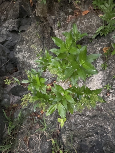 Leptopetalum foetidum observed 2025-01-26