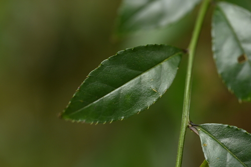 Image of Ilex pubescens by (c) 曾昱承 Yu-Cheng Zeng, some rights reserved (CC BY)
