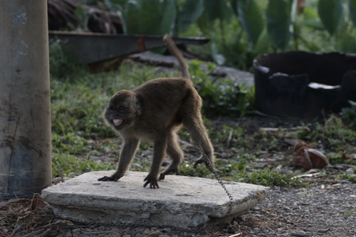 Long-tailed Macaque photographed in Timor-Leste