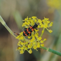 Trichodes leucopsideus