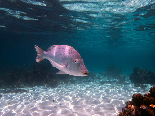 Blue emperor (Lethrinus nebulosus) — Lethrinidae — 5
