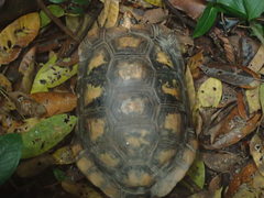 Chelonoidis denticulatus