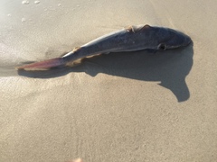 Carcharhinus plumbeus