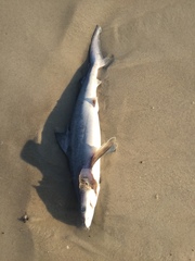 Carcharhinus plumbeus