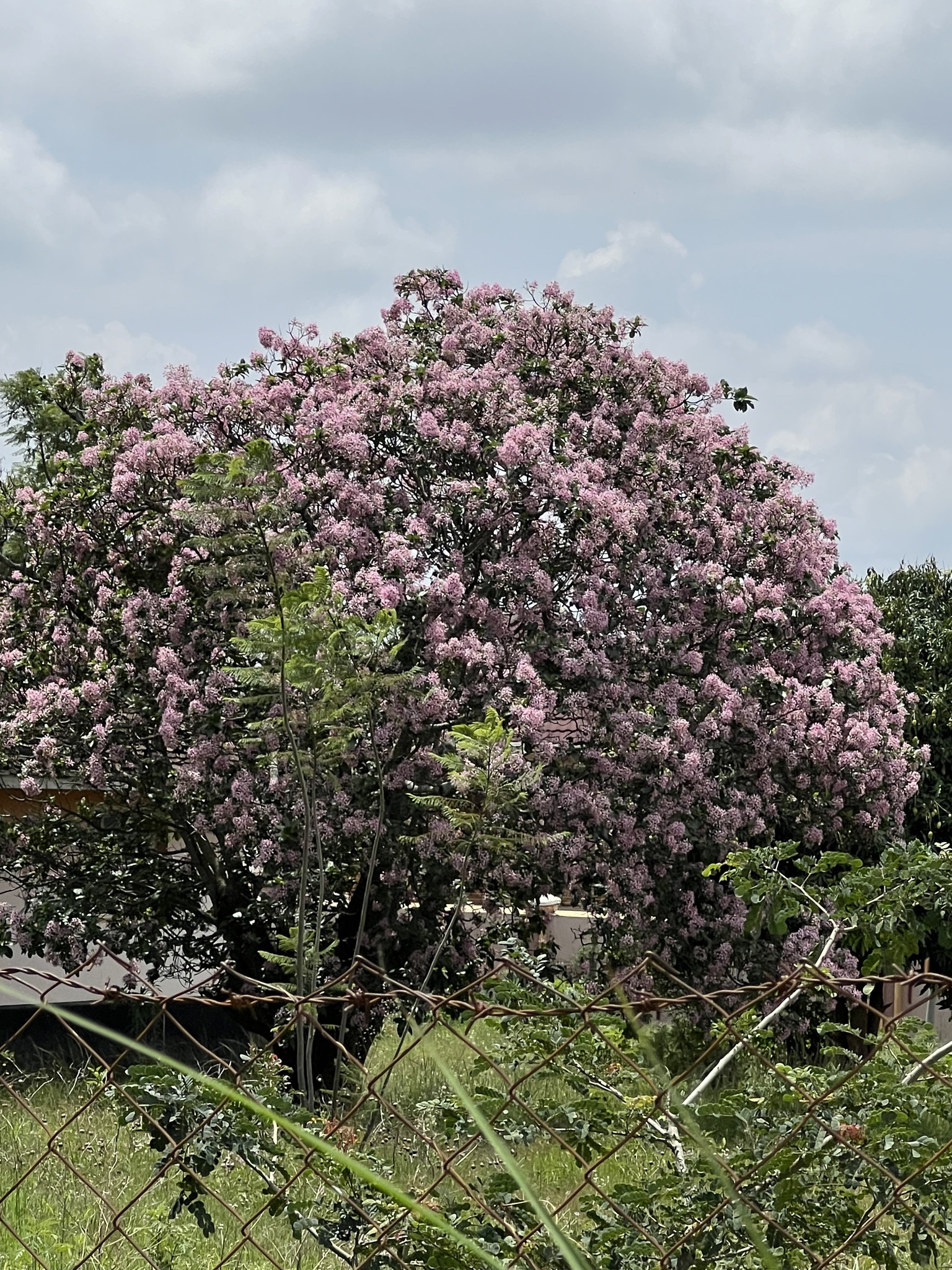 Imagem de Árvore-do-paraíso