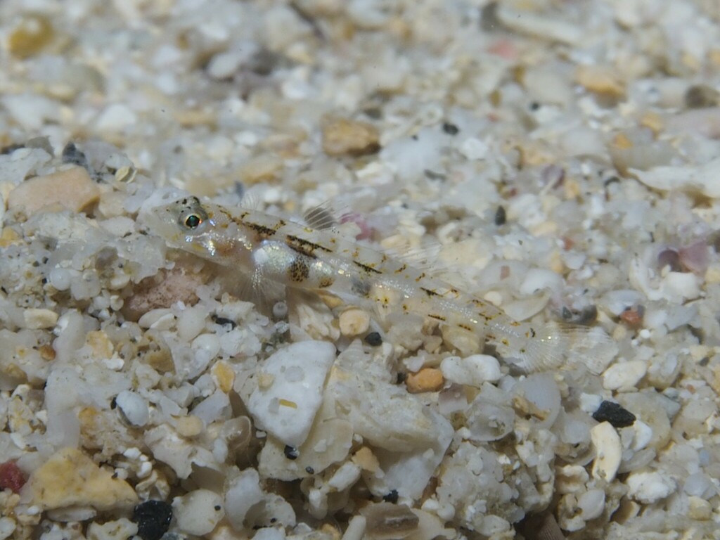 Dwarf Sandgoby