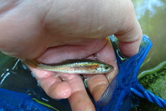 Clinostomus elongatus