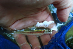 Clinostomus elongatus