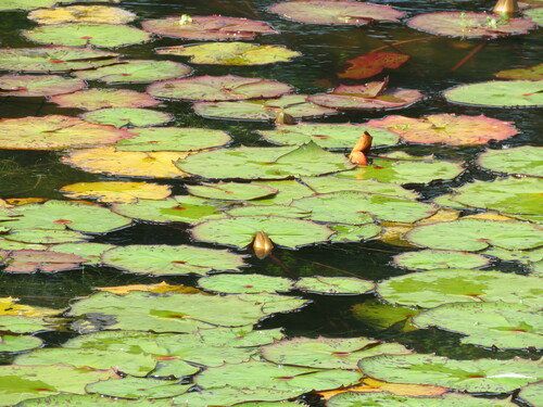 Image of Nymphaea rudgeana by (c) Pablo Cauã da Silva Toledo, some rights reserved (CC BY)
