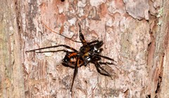 Austrovelinus varius