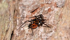 Austrovelinus varius