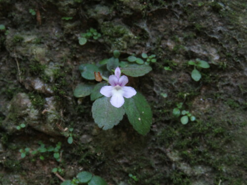 Sinningia pusilla