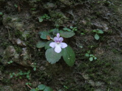 Sinningia pusilla