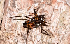 Austrovelinus varius