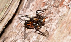 Austrovelinus varius