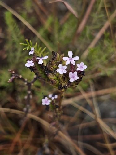 Buchnera cruciata observed 2025-01-26