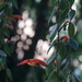 Aeschynanthus gracilis C.S.P.Parish ex C.B.Clarke