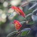 Aeschynanthus gracilis C.S.P.Parish ex C.B.Clarke 2