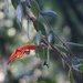Aeschynanthus gracilis C.S.P.Parish ex C.B.Clarke 3