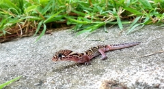 Coleonyx mitratus