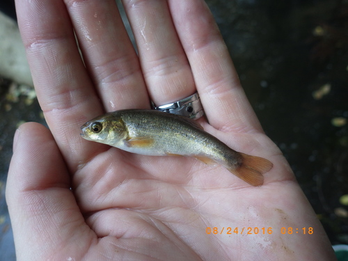 Gila orcuttii