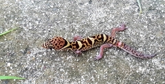 Coleonyx mitratus
