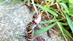 Coleonyx mitratus