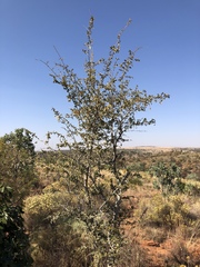 Securidaca longepedunculata