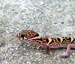 Coleonyx mitratus