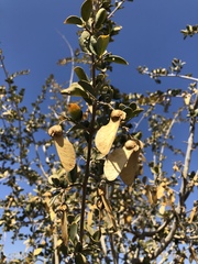 Securidaca longepedunculata