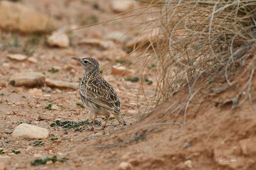 Dupont's Lark (Chersophilus duponti), photo 3