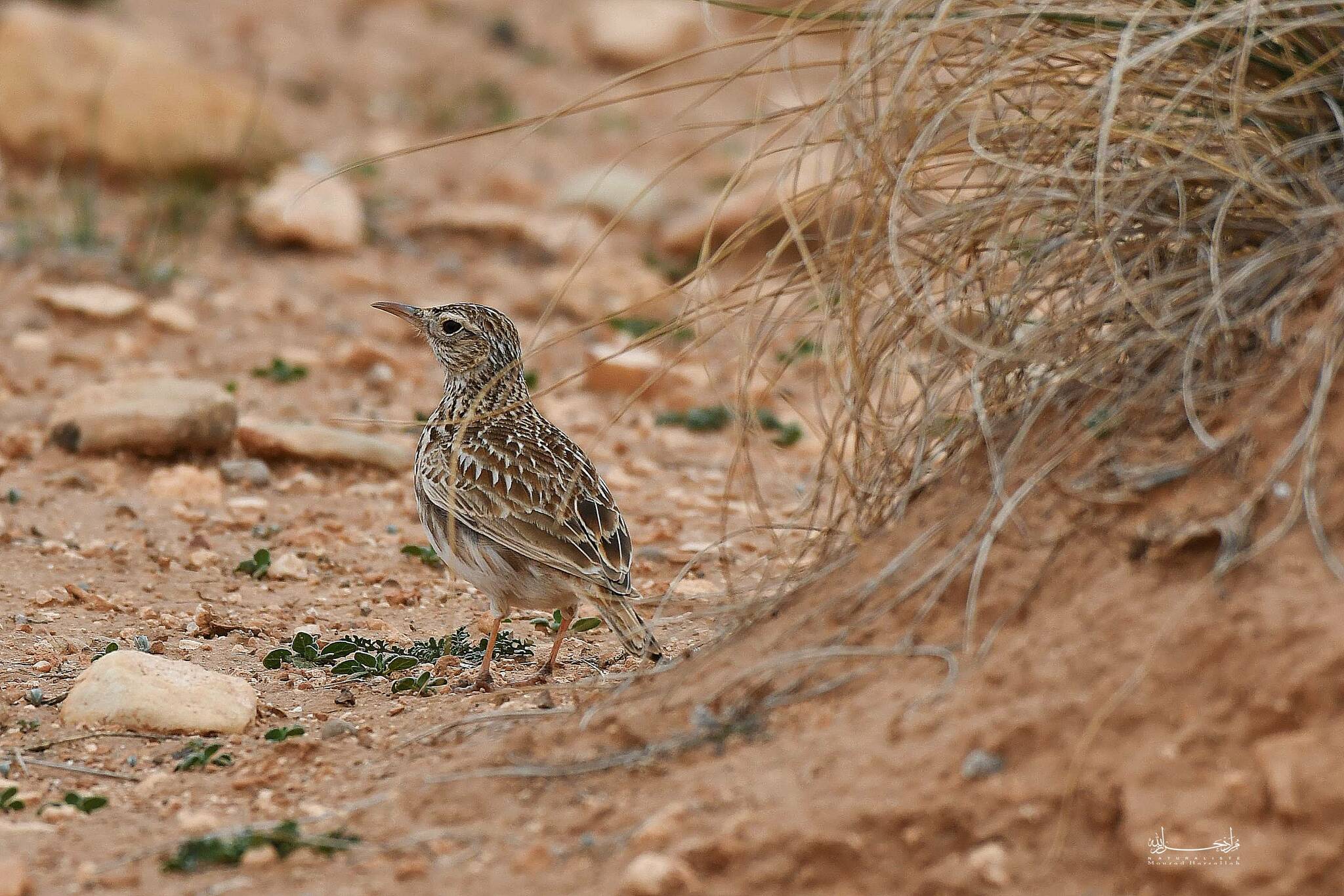 Dupont's Lark (Chersophilus duponti), photo 3