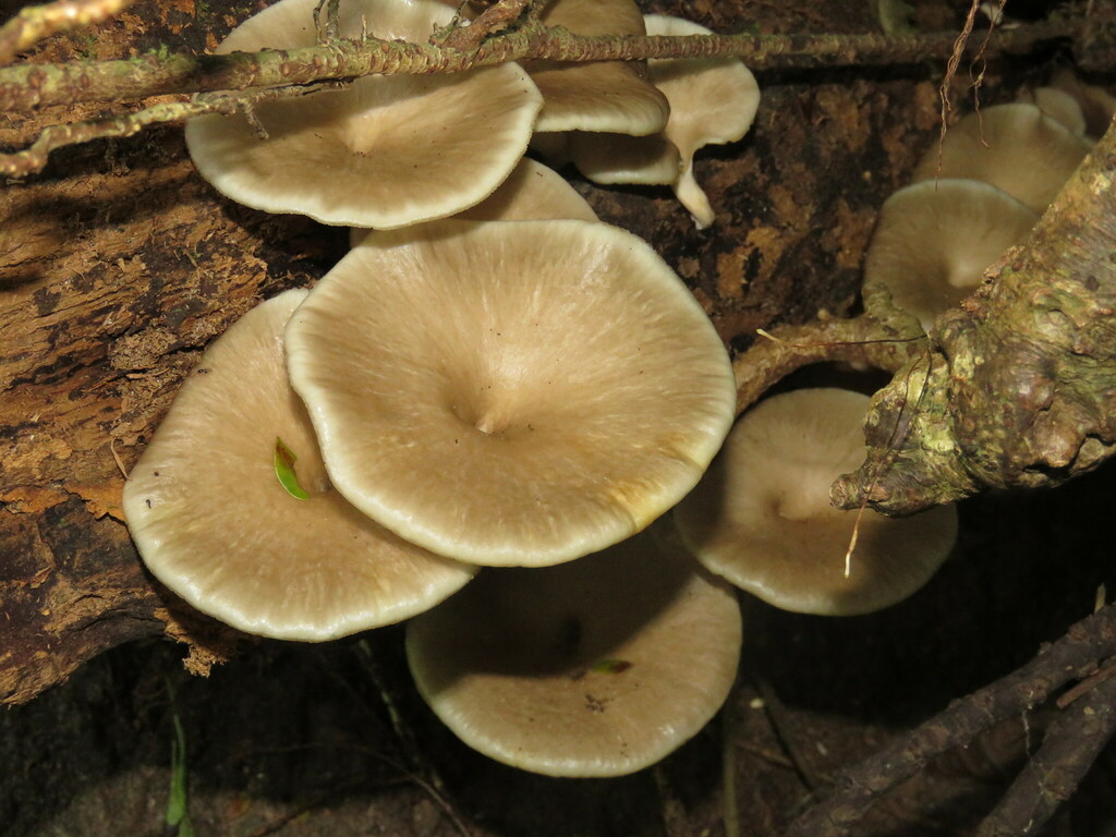 Bresadolia craterella · January 2025 · photo: © pablocauapc (iNaturalist, cc-by)