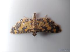 Eurrhyparodes tricoloralis