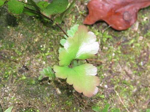 Stalked maidenhair (Adiantum petiolatum)