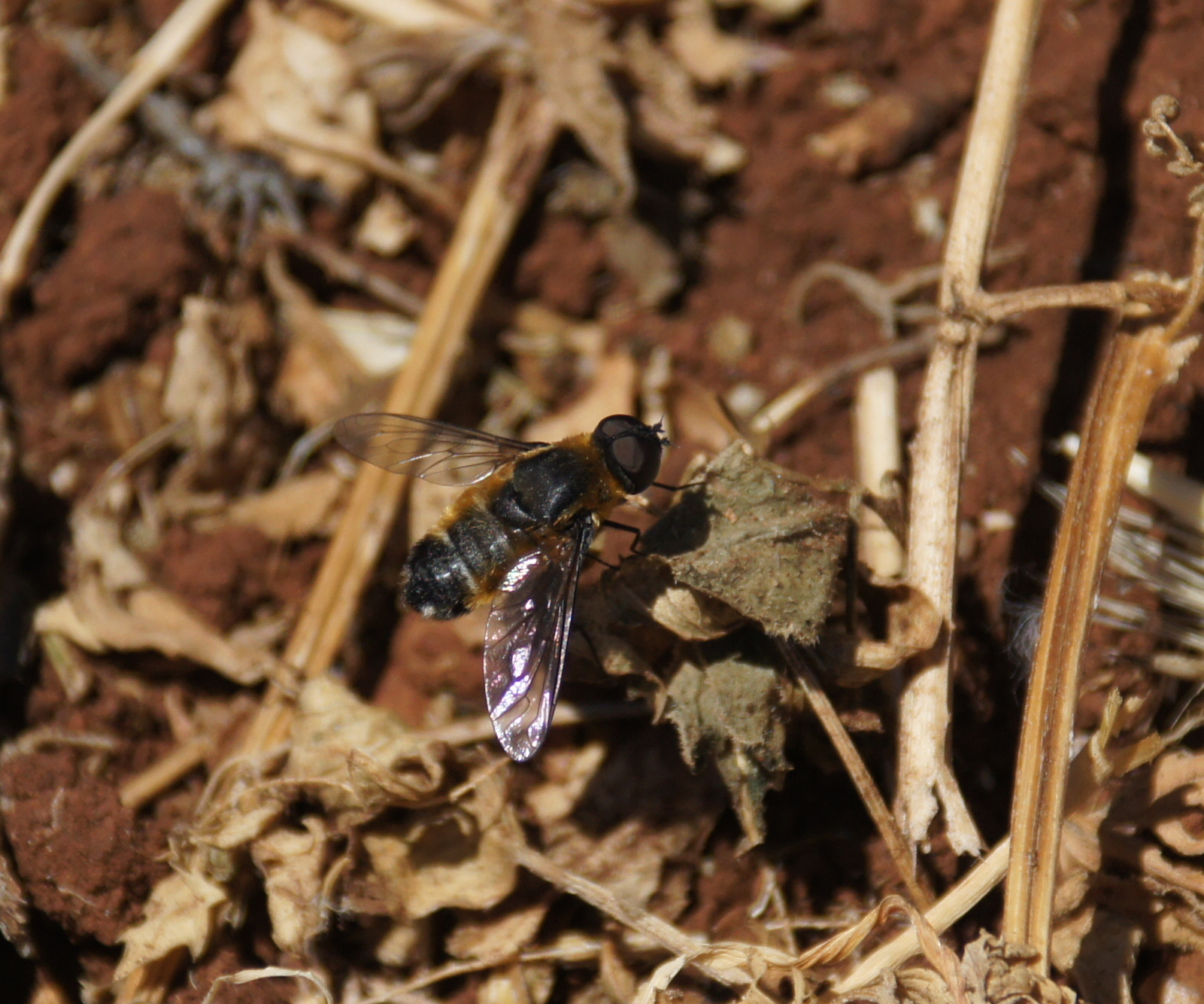 Villa nigriceps